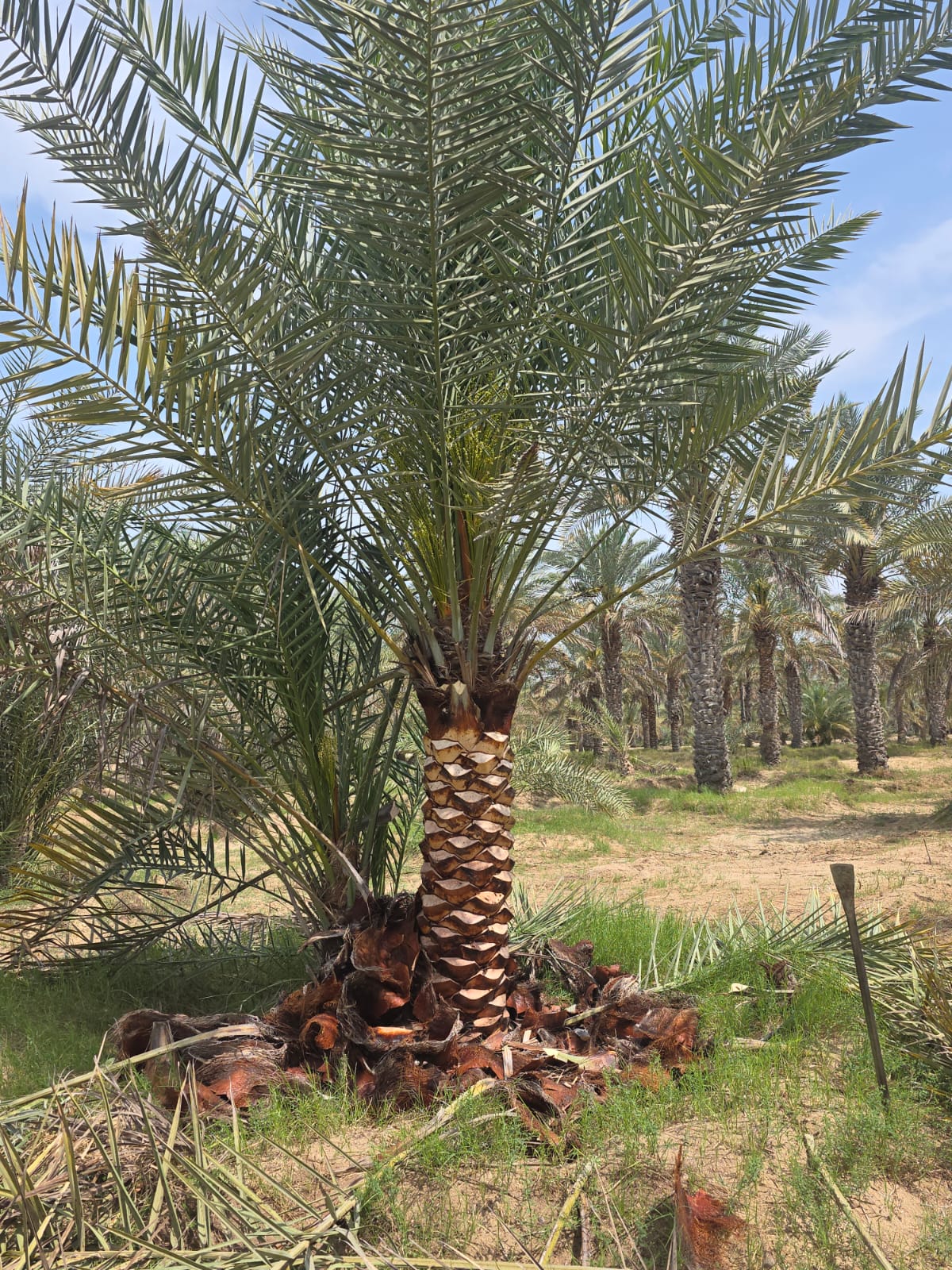 Whatsapp Image 2026 09 25 At 9 48 51 Pm 2 – Prime Date Palm Trees UAE